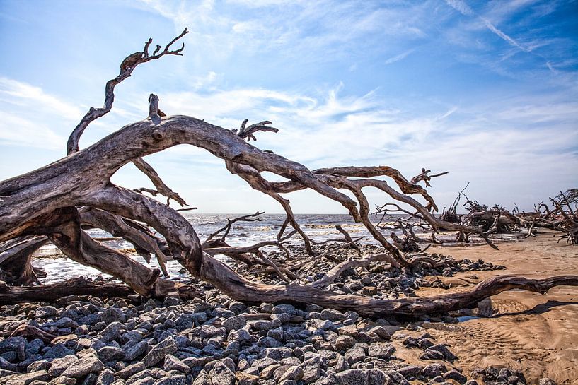 Verzilte bomen in het duingebied in Georgia VS. Wout Kok One2expose Photography. van Wout Kok