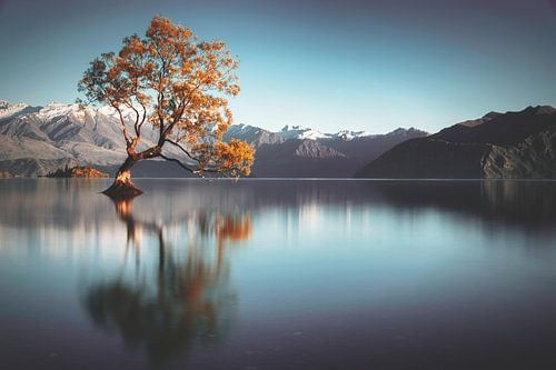 Frailty (Wanaka Tree Nieuw Zeeland) van Thom Brouwer