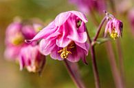 Pink Columbine by Rob Boon thumbnail