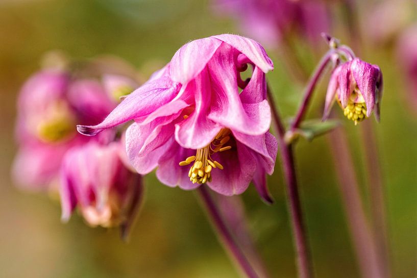 Pink Columbine by Rob Boon