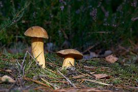 Sand boletus, Suillus variegatus on the forest floor by Heiko Kueverling