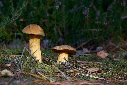 Zandboleet, Suillus variegatus op de bosbodem