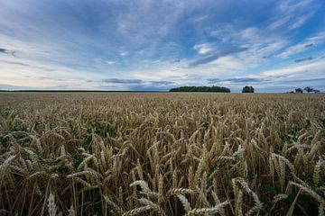 Duitsland - Tarweveld bij oogsttijd vooruit groen veld met maïs van adventure-photos