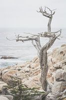 Lonely tree on the west coast of North America