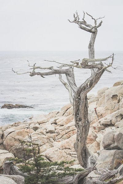 Lonely tree on the west coast of North America by Chantal Kielman
