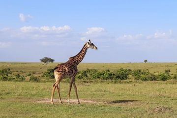 Beautiful giraffe in the wild of Africa by MPfoto71