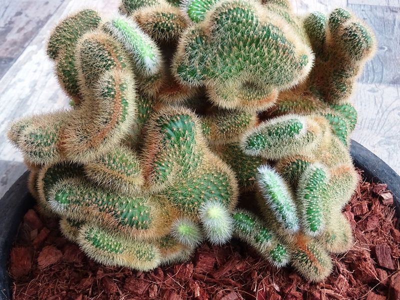 Kamerplant: SciFi Cactus 1-4 by MoArt (Maurice Heuts)