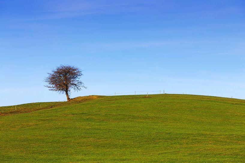 Ein Baum auf der Wiese von Frank Herrmann