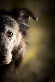 Portrait Dog by Lars Detges