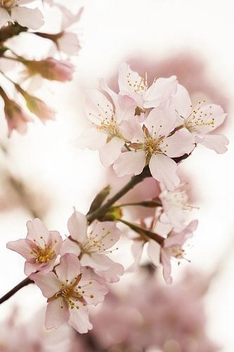 Pink Spring Blossom