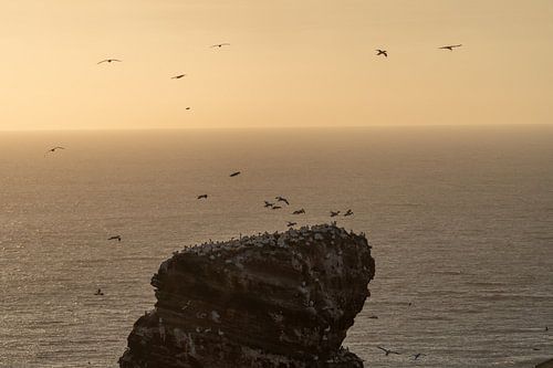 Swarm of Gannets on Long Anna (Helgoland) with golden hour.