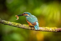 Kingfisher man with fish