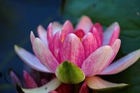 Seerose 1