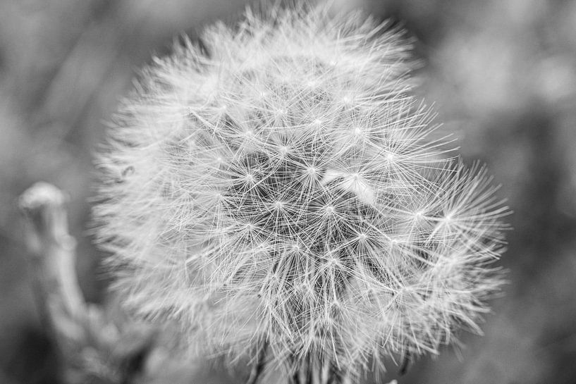 dandelion by Govert Govers