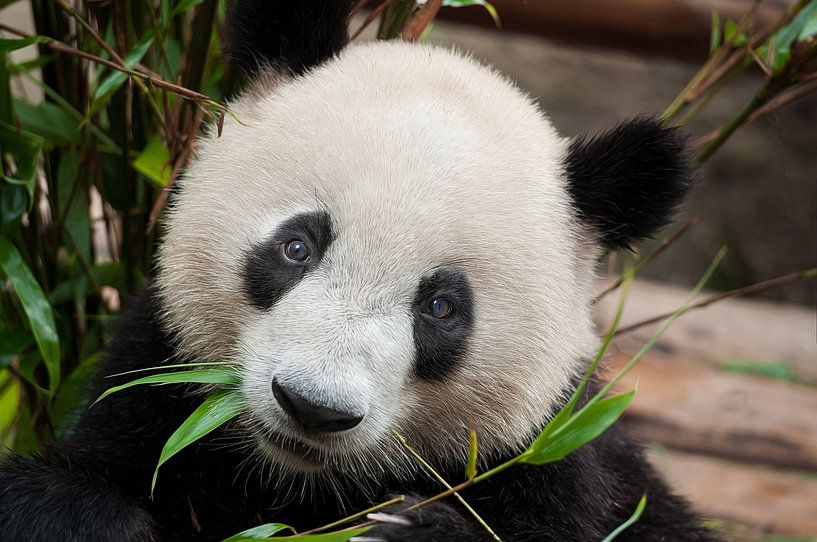 Panda beer eet bamboo Chihong op canvas, behang meer