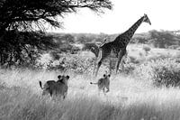 The Hunt