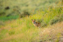 Fuchs am Abend von Ed Klungers
