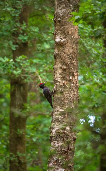 Schwarzspecht von Andy van der Steen - Fotografie