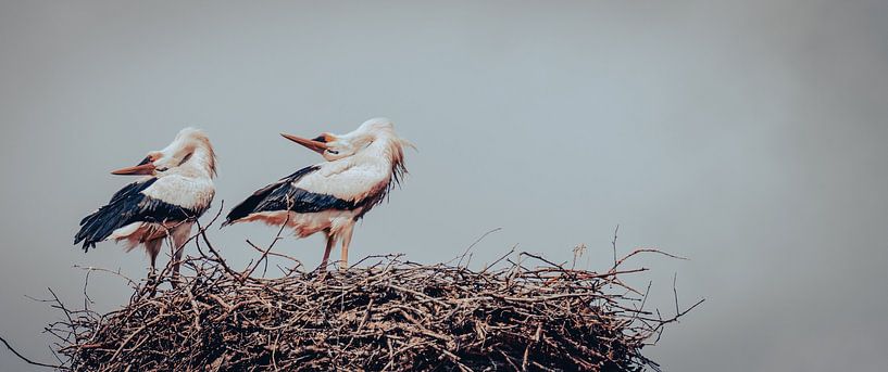 Two storks by Thorsten Güttes / 25pictures