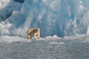 Polar Bear in blue sur Peter Zwitser