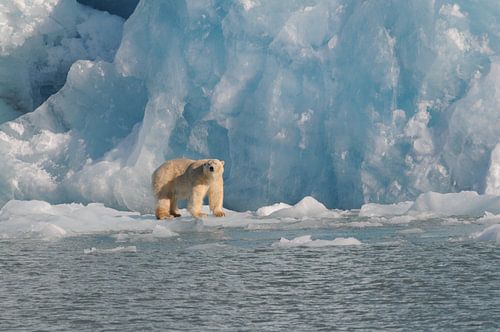 IJsbeer voor Monaco-gletsjer