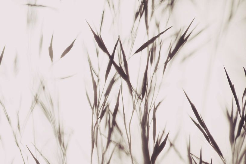 Elegant Grass White Beige par Monika Strigel