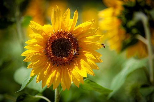 Zonnebloem met bijen
