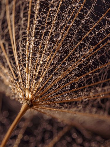 Druppels hangend aan de pluizenbol