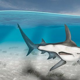 A Great Hammerhead Shark, Sphyrna mokarran by Urft Valley Art