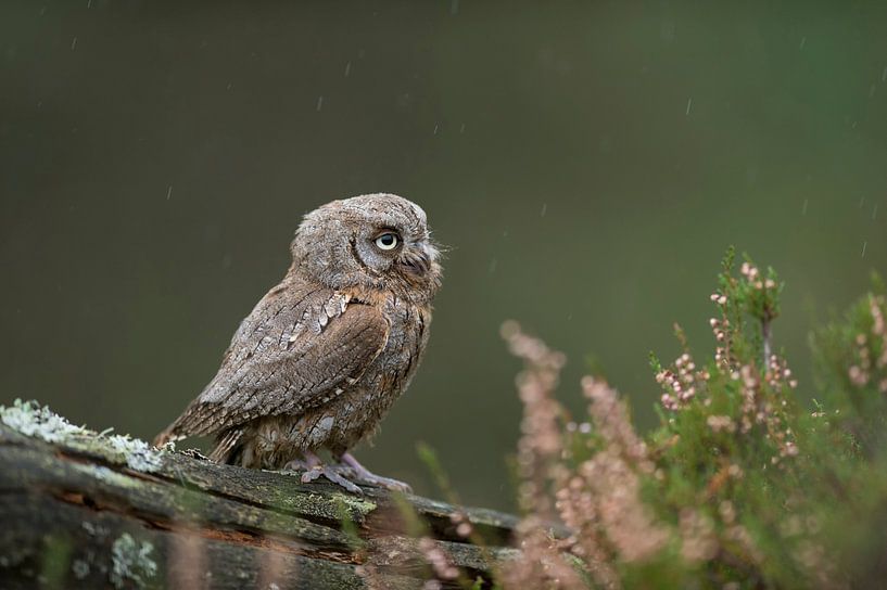 Otus scops, l'un des plus petits hiboux européens en milieu naturel. par wunderbare Erde