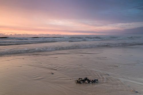 Moules rejetées sur le rivage