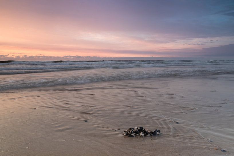 Moules rejetées sur le rivage par Lotte Zwanen