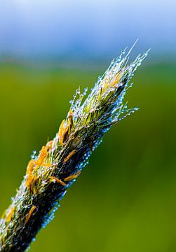 Dauw op bloeiend gras van Nynke Altenburg