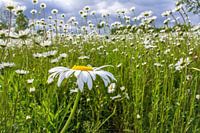 prairie de marguerites