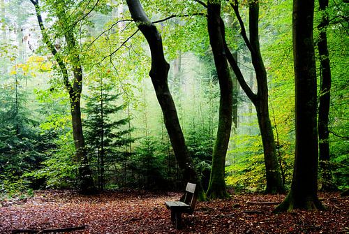 Mist in het Speulderbos Garderen