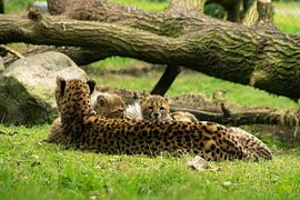 Guépard avec un garçon