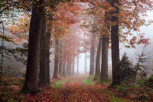 Omarmd door de natuur van Tvurk Photography