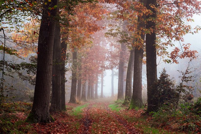 Hugged by Nature by Tvurk Photography