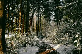 Winters boslandschap van Jisca Lucia