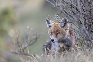 Jeune renard dans son environnement sur Gregory & Jacobine van den Top Nature Photography