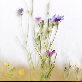Cornflower by Ingrid Van Damme fotografie