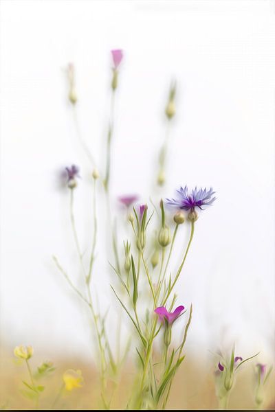 Kornblume von Ingrid Van Damme fotografie