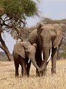 Elefanten im Tansania Nationalpark  von Roos Vogelzang Miniaturansicht