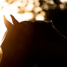 Fries paard in zonsondergang von Sabine Timman