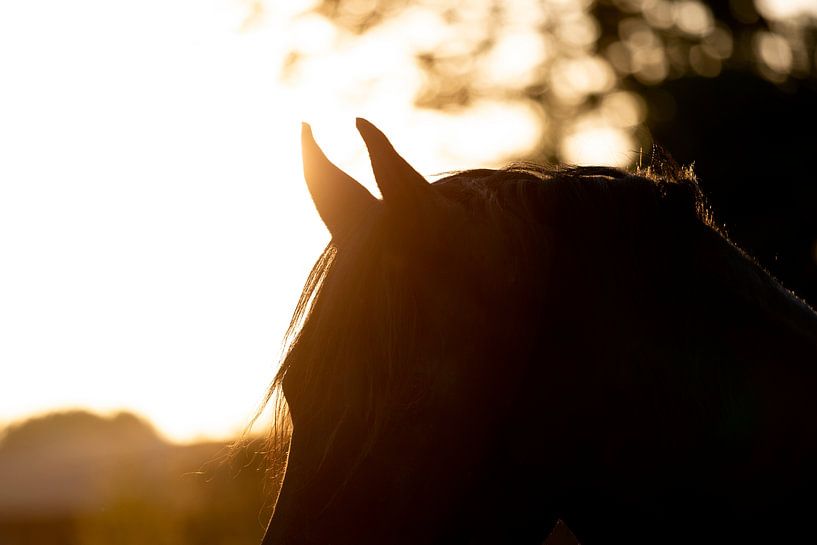 Fries paard in zonsondergang von Sabine Timman