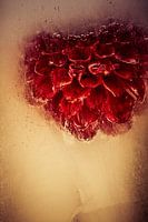 Red dahlia in ice