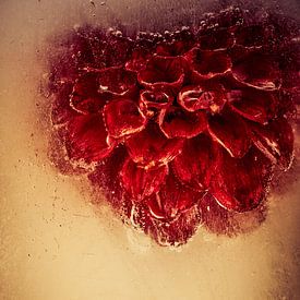 Red dahlia in ice by Steffen Sebastian Schäfer