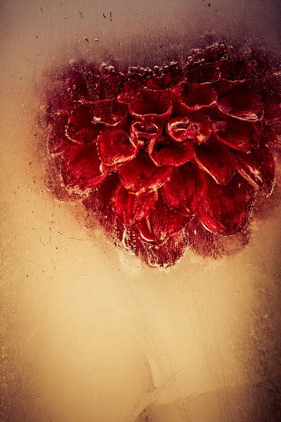Red dahlia in ice by Steffen Sebastian Schäfer