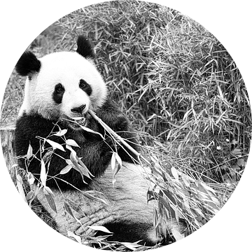 Reuzenpanda die bamboe eet. De bedreigde beer uit Azië met zwarte van Martin Köbsch