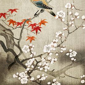 bird with blossom and japanese maple by by Maria